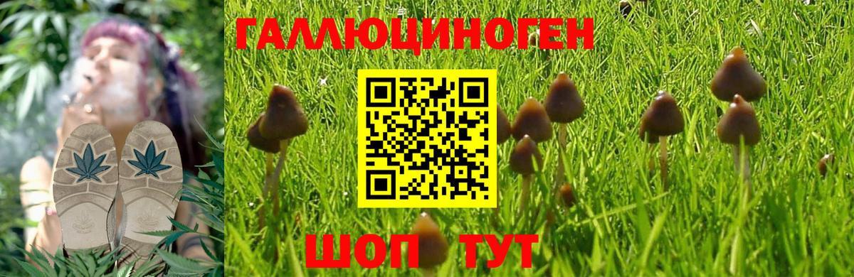 Галлюциногенные грибы прущие грибы  Каспийск 